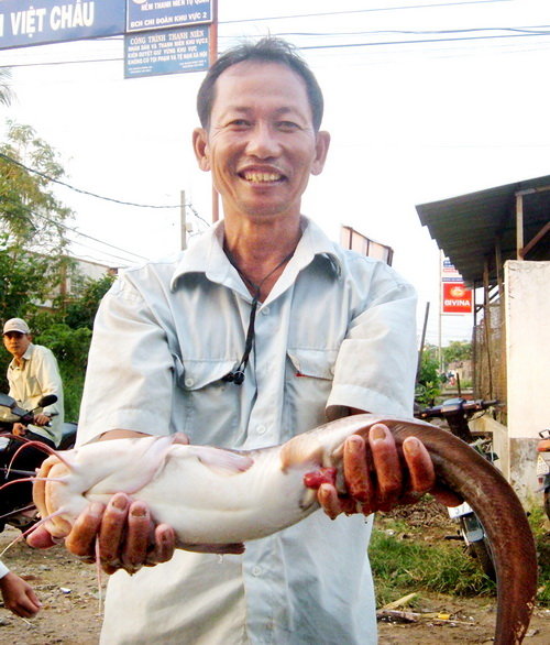 Cá ngát sông Hậu